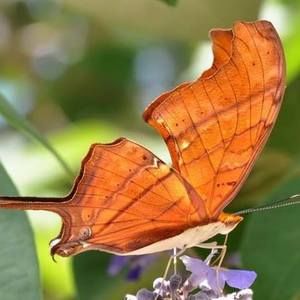 Meet your Posher, Abi